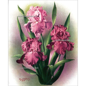 PT3364 Irises Pink (small) - Papertole Print