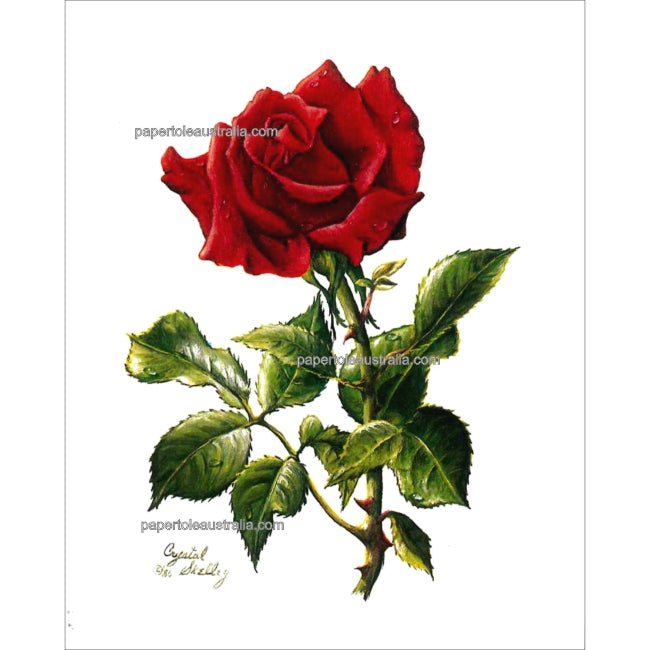 PT3258 Red Rose by Skelley (medium) - Papertole Print