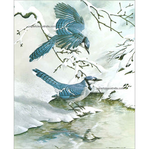 PT5355 Blue Jays in Winter (medium) - Papertole Print